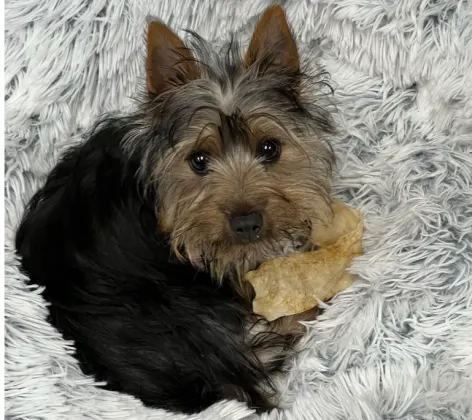 A Yorkie puppy lying on a furry rug