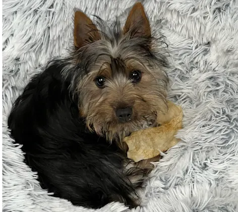 A Yorkie puppy lying on a furry rug A Yorkie puppy lying on a furry rug