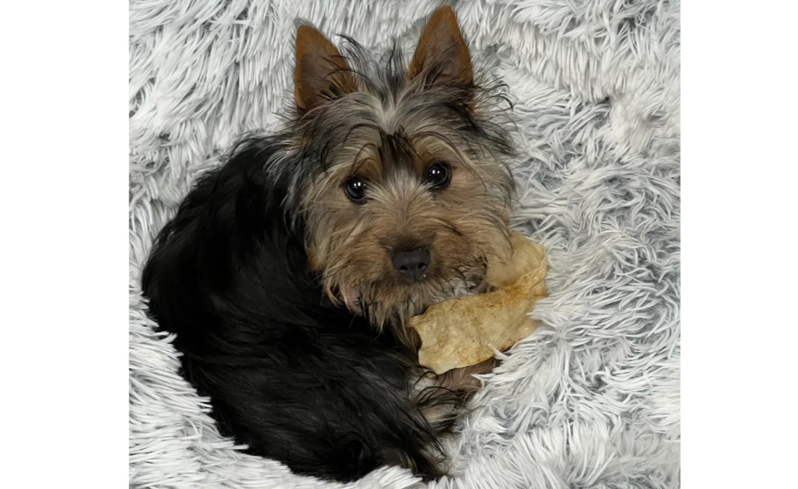 A Yorkie puppy lying on a furry rug