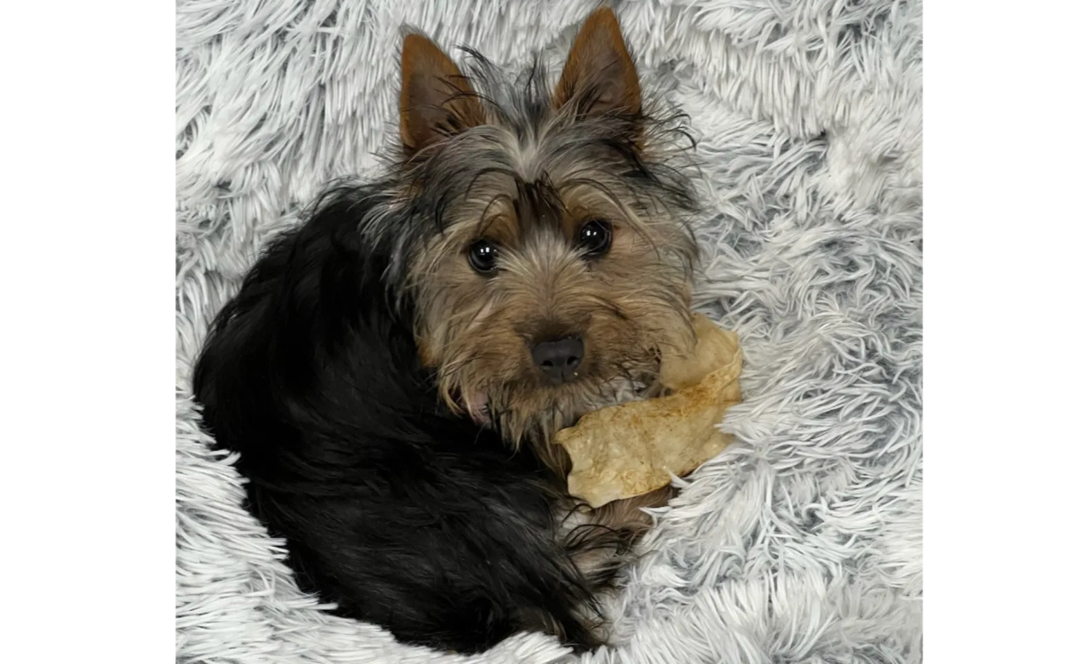 A Yorkie puppy lying on a furry rug A Yorkie puppy lying on a furry rug