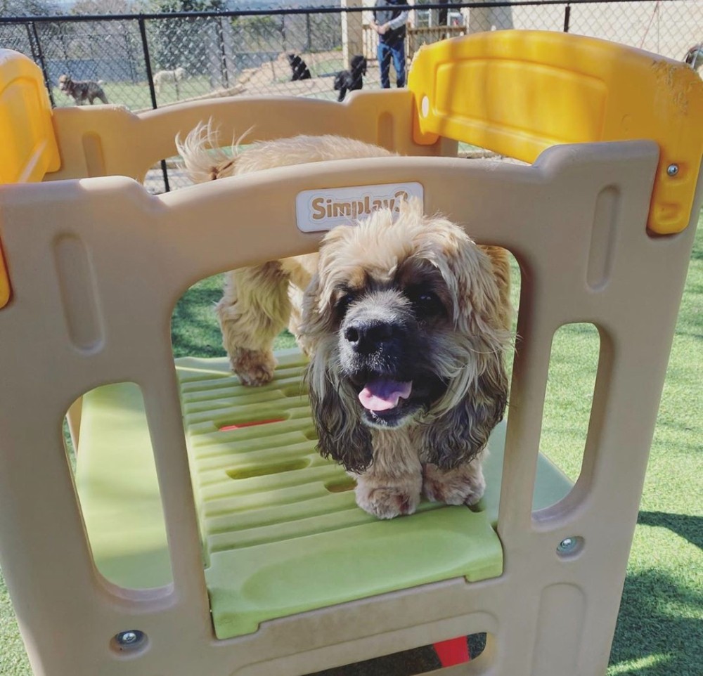 Curly haired dog standing on outdoor playset at Hill Country Animal Hospital