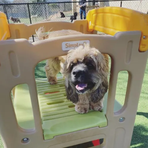 Curly haired dog standing on outdoor playset at Hill Country Animal Hospital