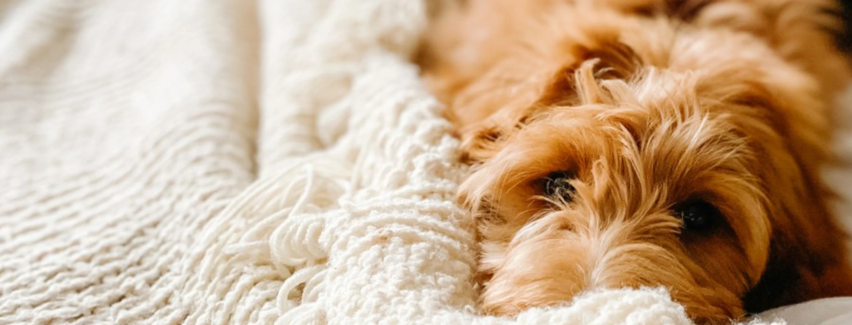 Orange fluffy dog laying in white blankets on a bed