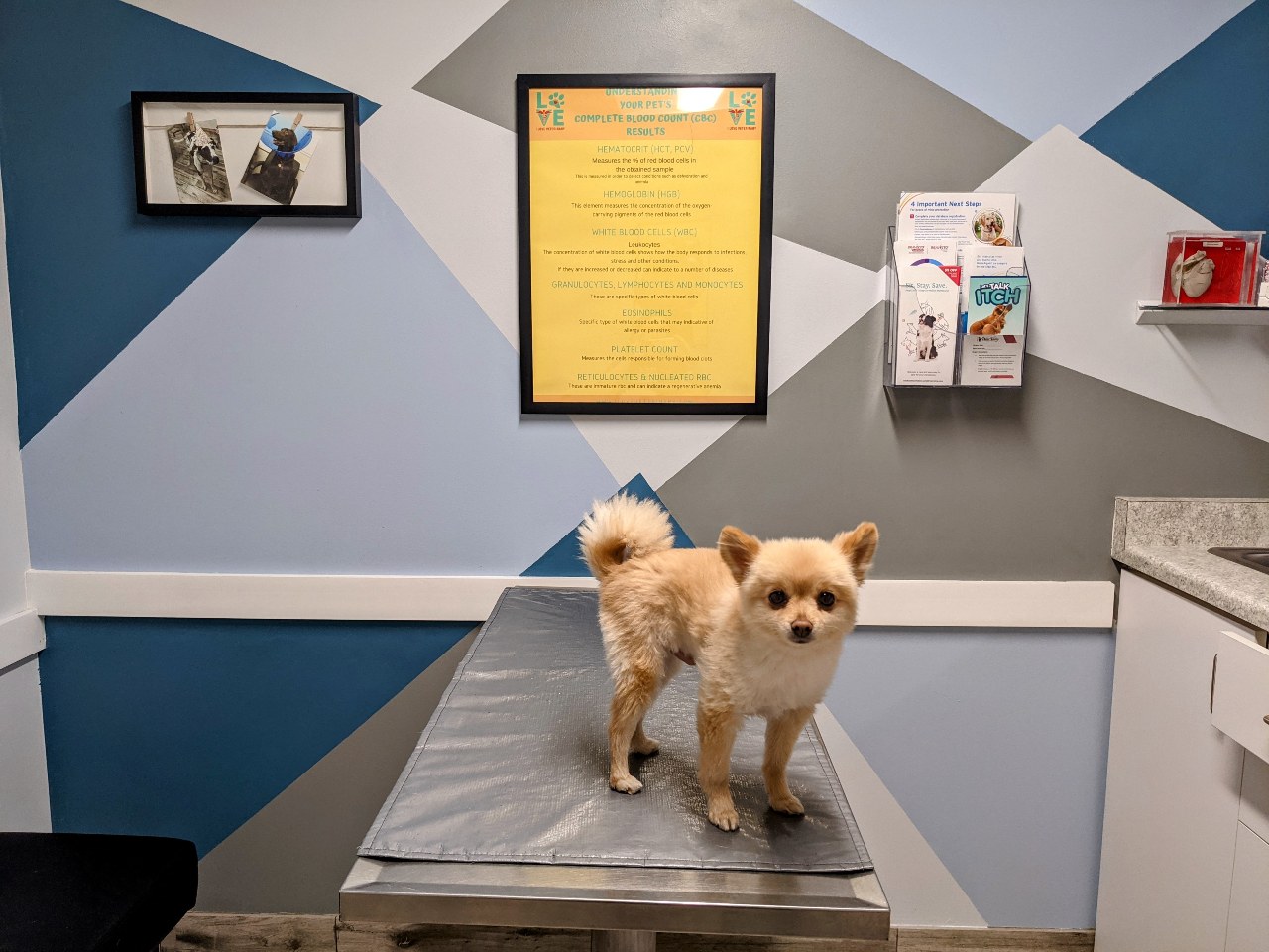Homepage | West Valley Veterinary Clinic