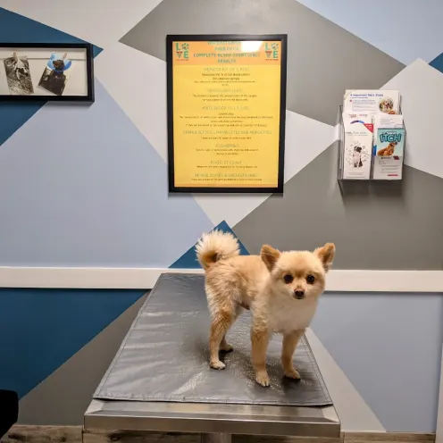 Small dog facing the camera in a room.