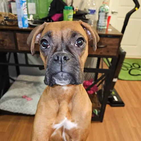 Diamond Drennen Diamond Drennen