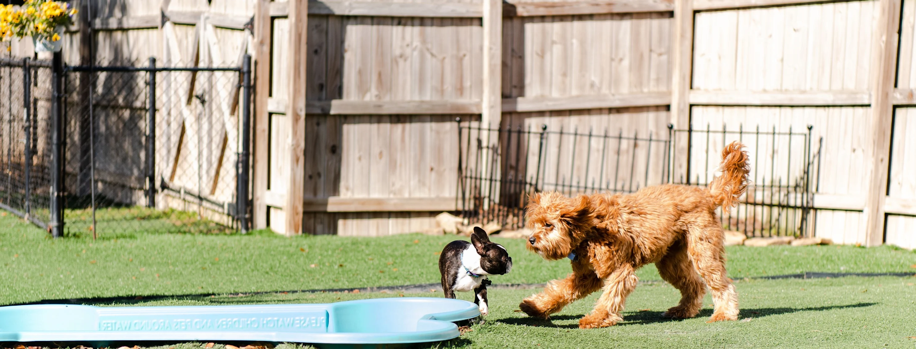 two dogs playing by the pool at Club Mutts