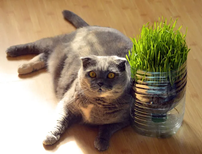Obese Cat Obese Cat