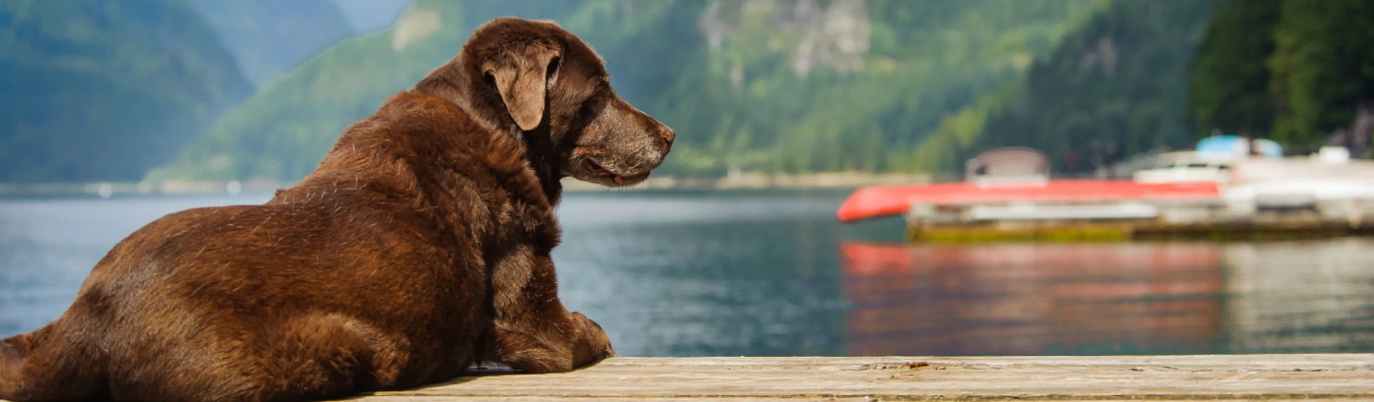 Brown lab sitting on dock overlooking water and mountain scene