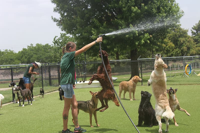 Dogs playing with staff member holding hose