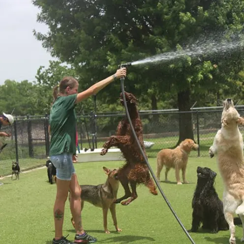 Dogs playing with staff member holding hose