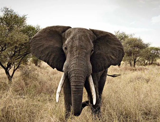 Elephant facing forward in their natural habitat Elephant facing forward in their natural habitat