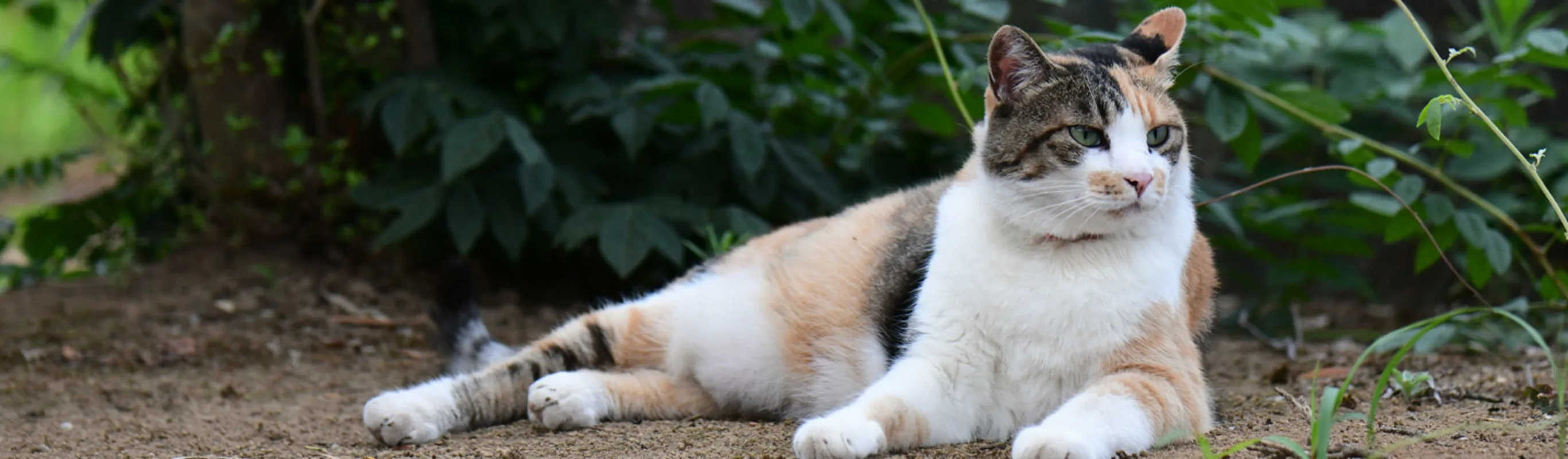 Cat sits on dirt near bushes