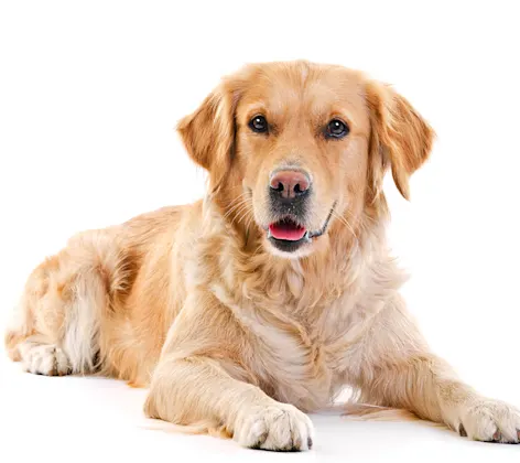 Golden retriever dog laying down