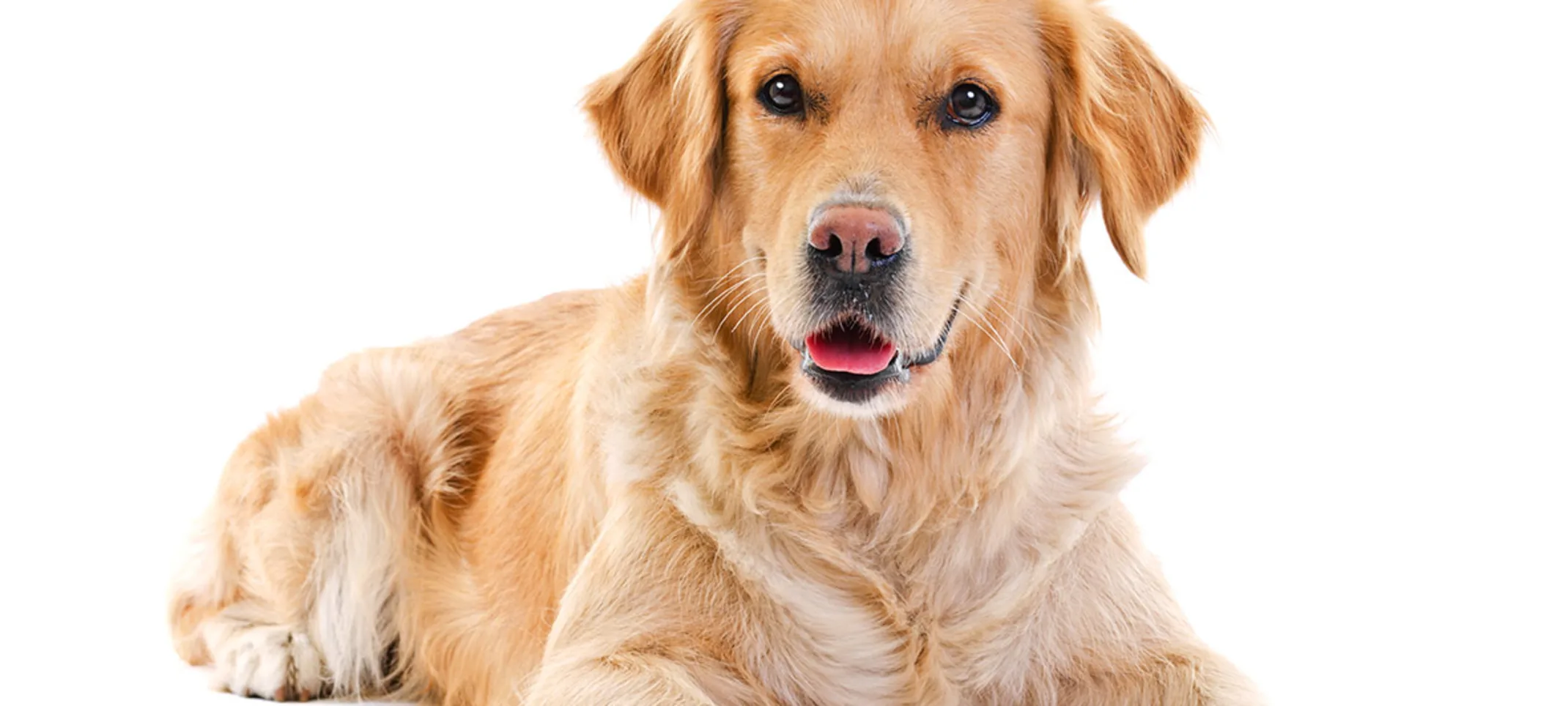 Golden retriever dog laying down