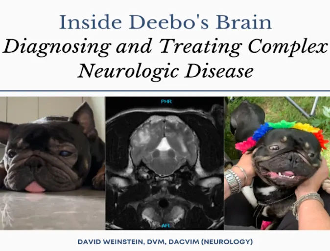 Inside Deebo's Brain Diagnosing and Treating Complex Neurological Disease Inside Deebo's Brain Diagnosing and Treating Complex Neurological Disease