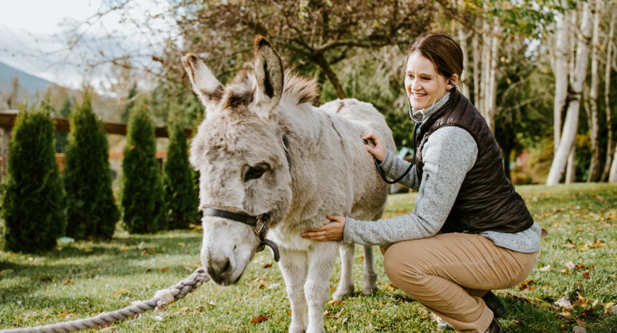 Doctor examining a small donkey Doctor examining a small donkey