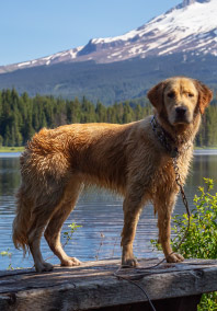 Retriever at Lake 