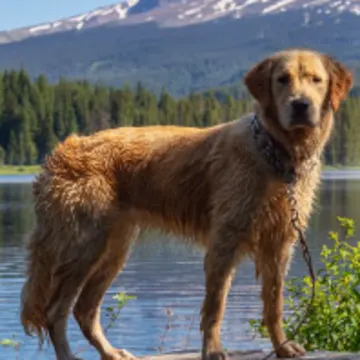 Retriever at Lake Retriever at Lake