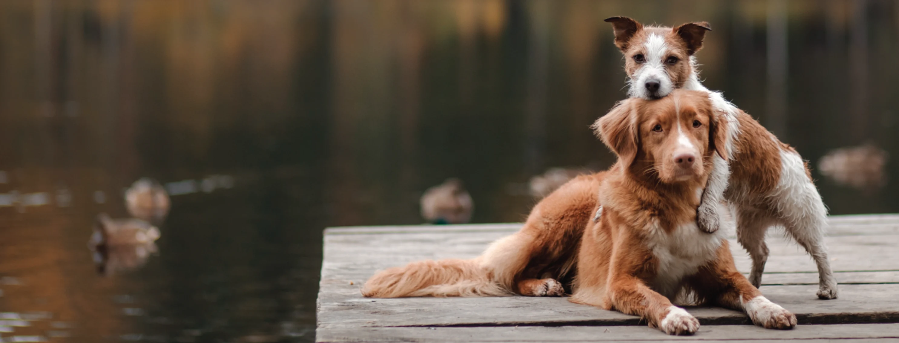 Dogs hugging each other on dock by river