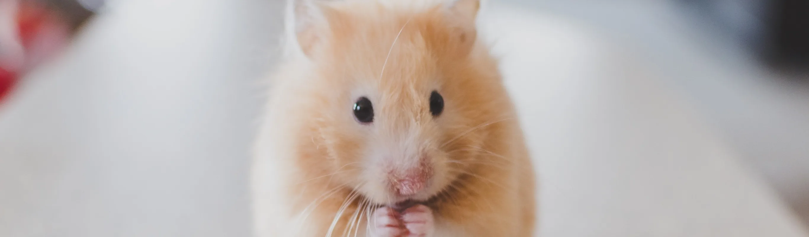 Hamster Sitting Hamster Sitting