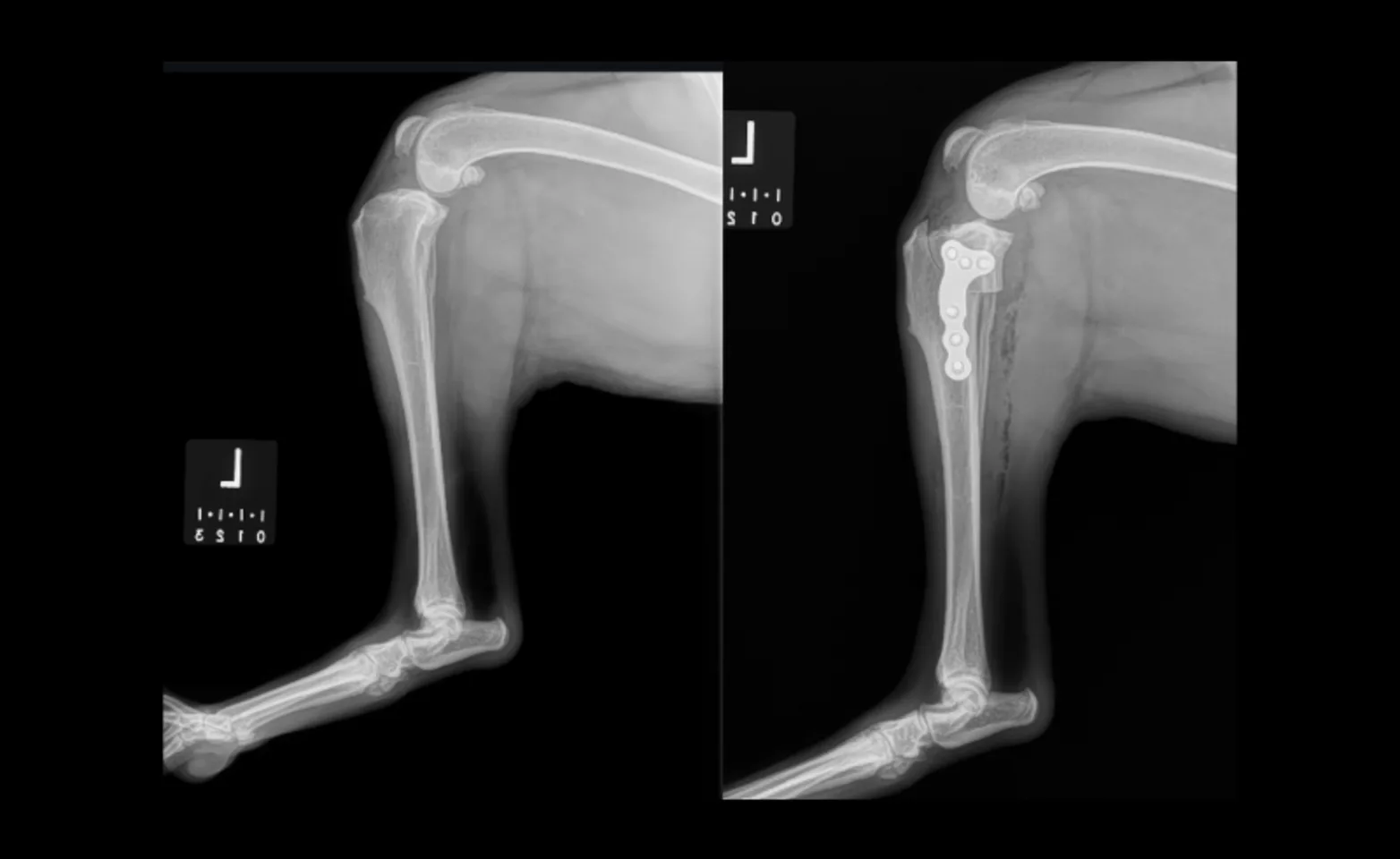 TPLO Hindlimb XRays TPLO Hindlimb XRays