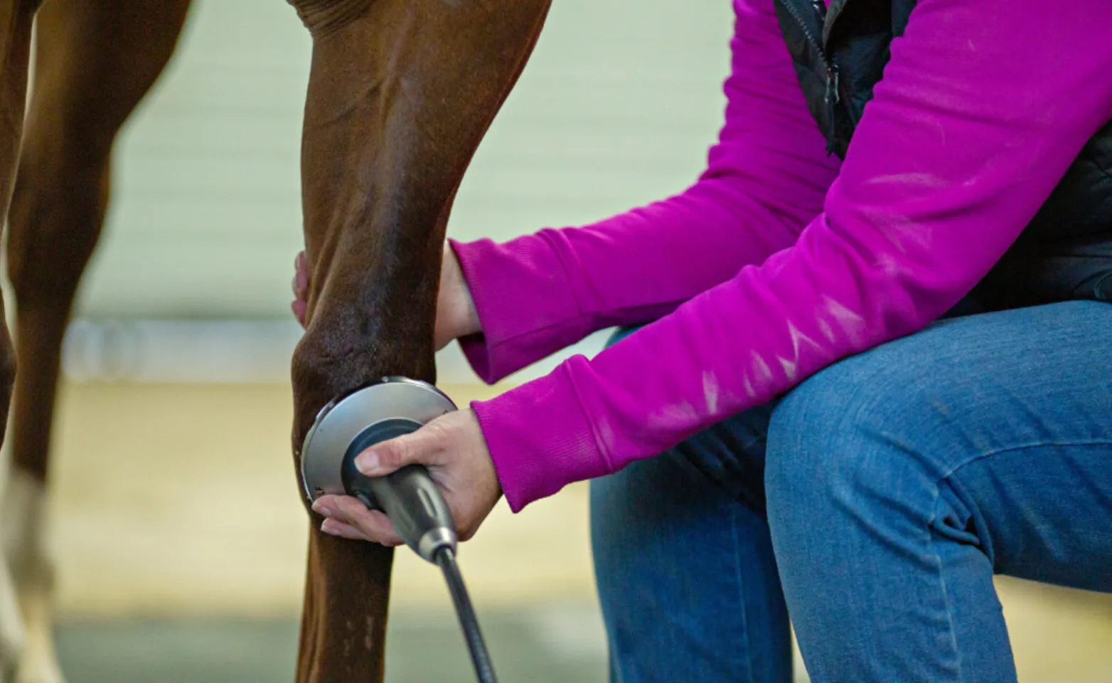 Staff member caring for a horse's leg Staff member caring for a horse's leg