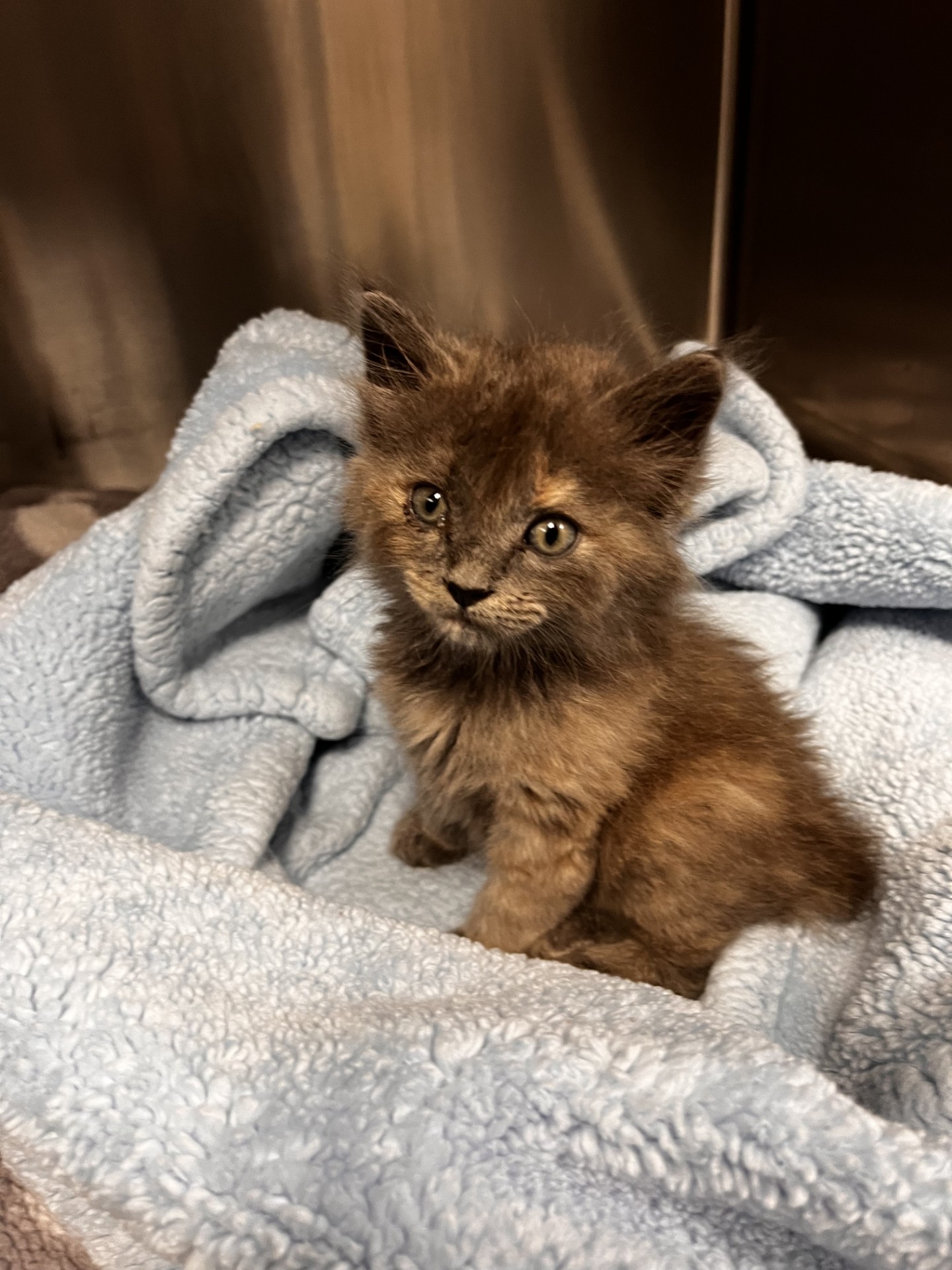 Kitten patient at Animal Medical & Surgical Hospital of Frisco 