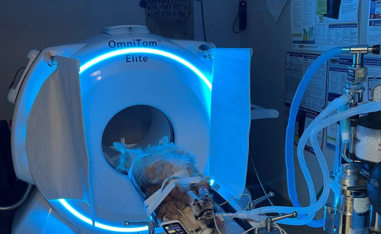 Dog in CT Scanner Dog in CT Scanner