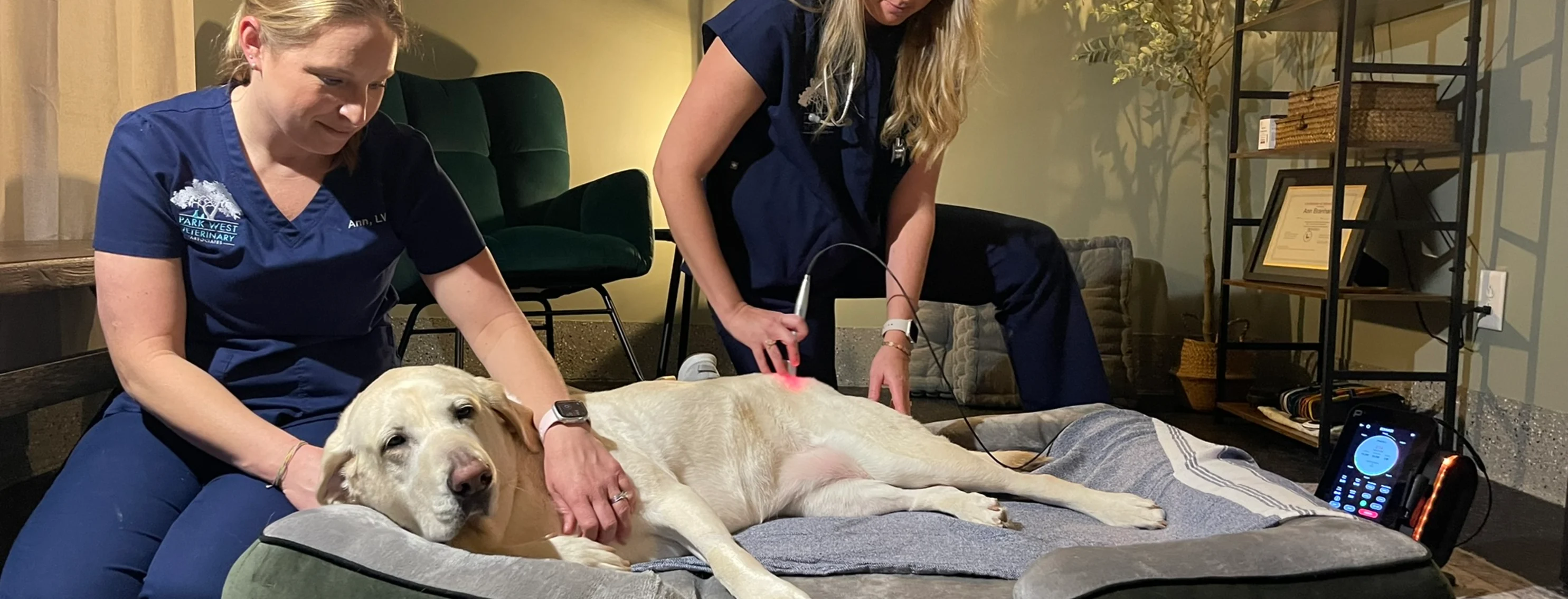 Park West veterinary associates staff using Integrative Medicine on a dog. Park West veterinary associates staff using Integrative Medicine on a dog.