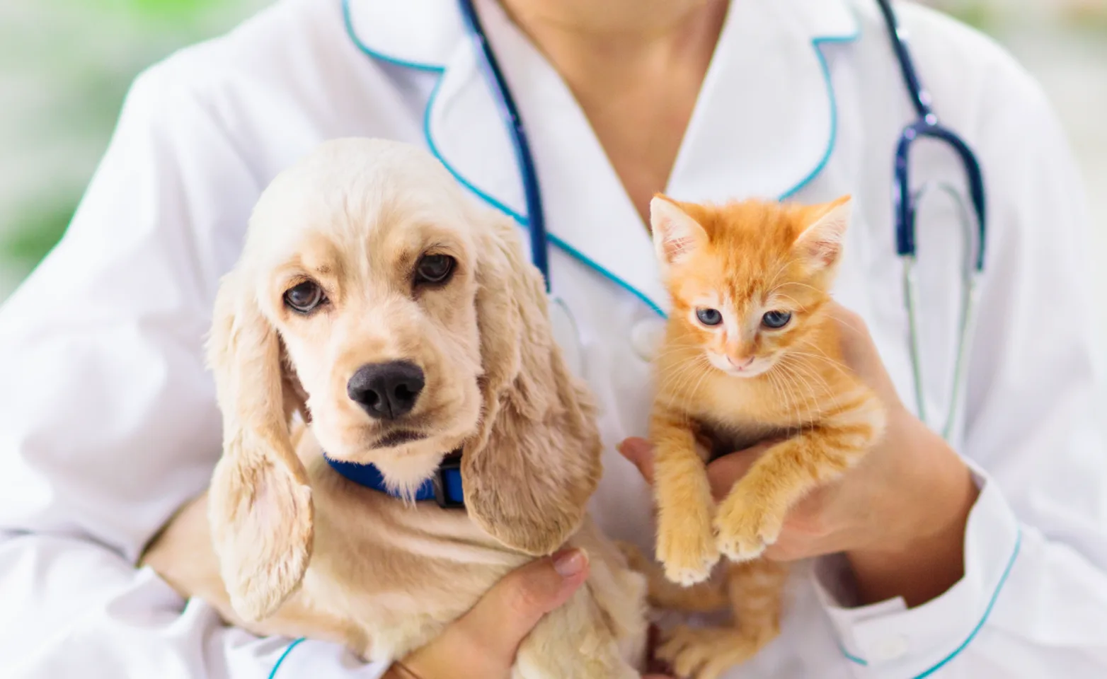 Dog and cat being held by staff member 