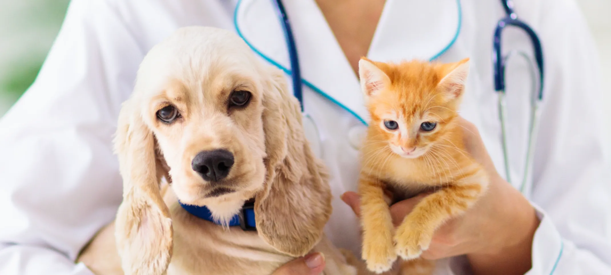 Dog and cat being held by staff member 