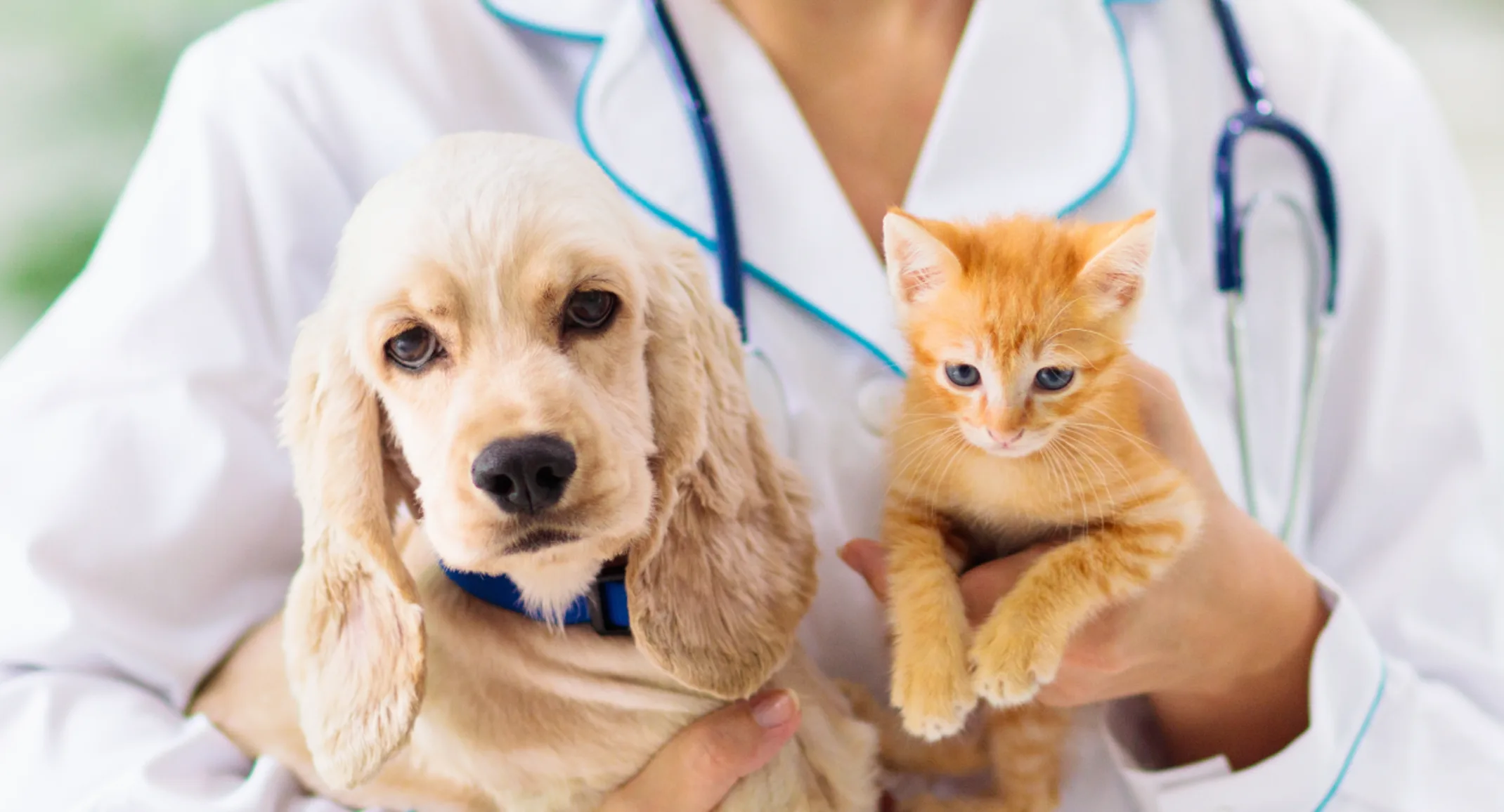 Dog and cat being held by staff member Dog and cat being held by staff member
