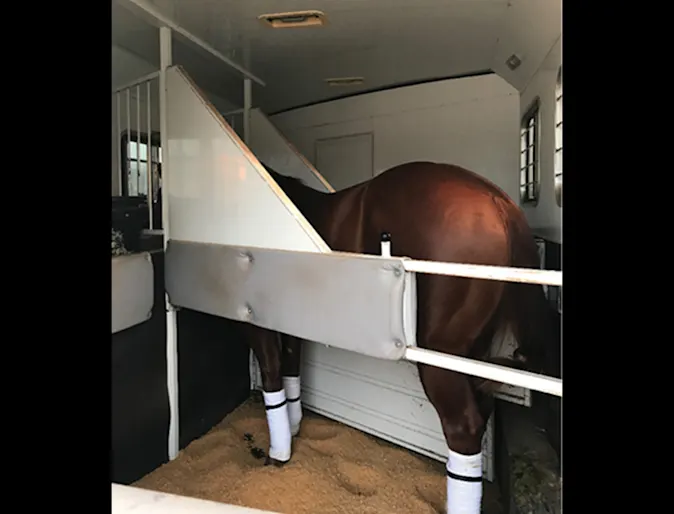 Horse in a trailer Horse in a trailer