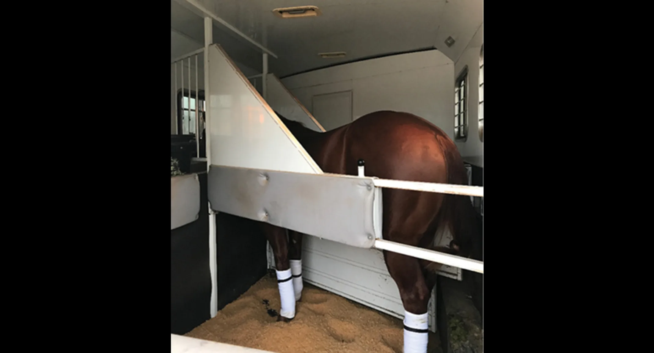 Horse in a trailer Horse in a trailer