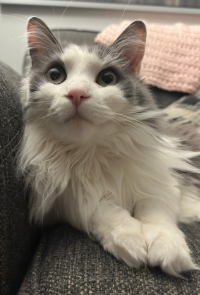 Close Up of Gray & White Cat