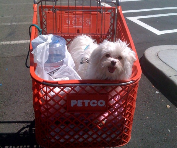 A dog happily sitting in a shopping cart