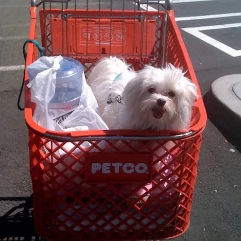 A dog happily sitting in a shopping cart A dog happily sitting in a shopping cart