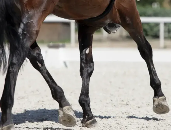 Managing DJD in Horses Managing DJD in Horses