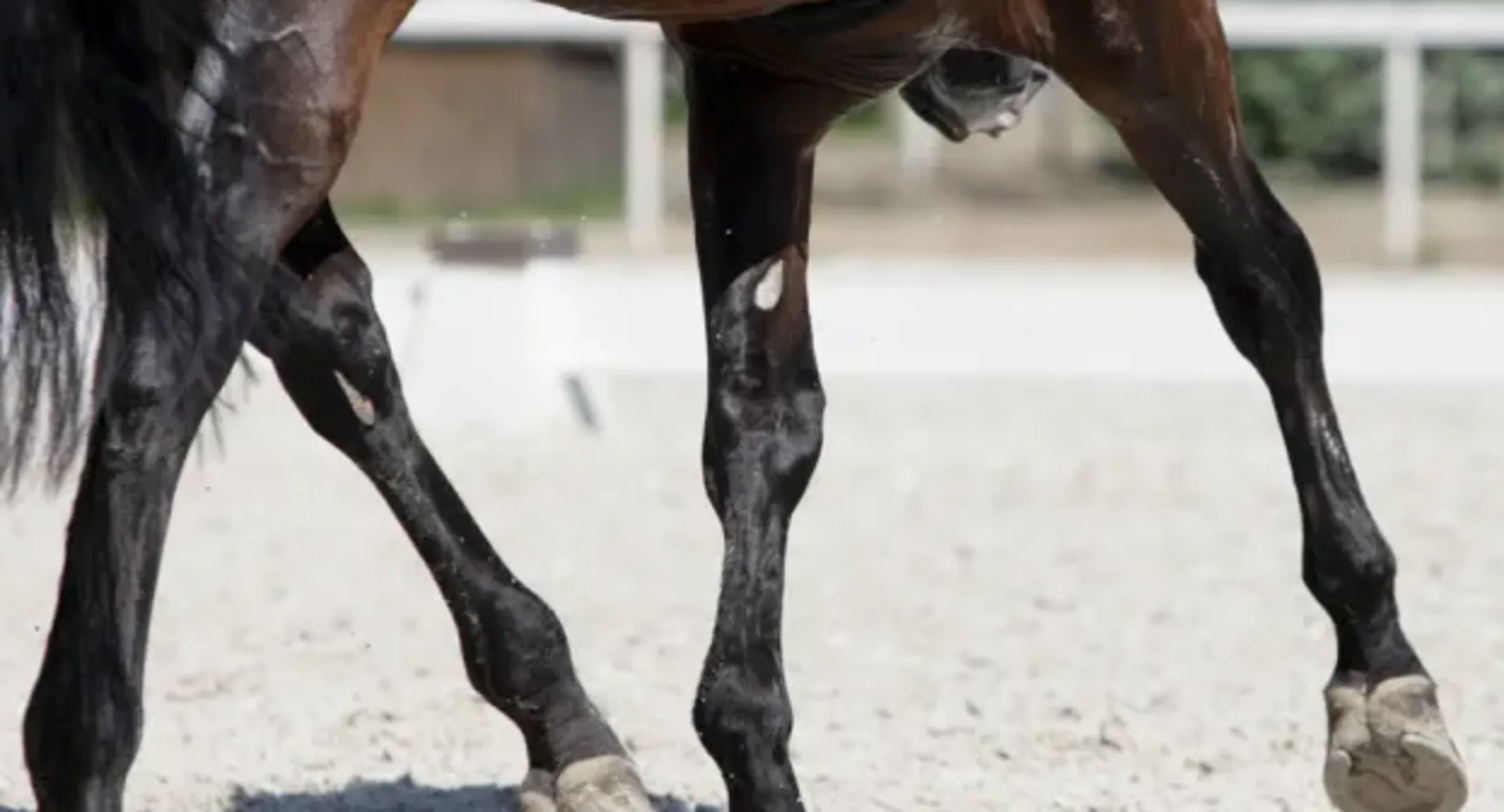Managing DJD in Horses Managing DJD in Horses