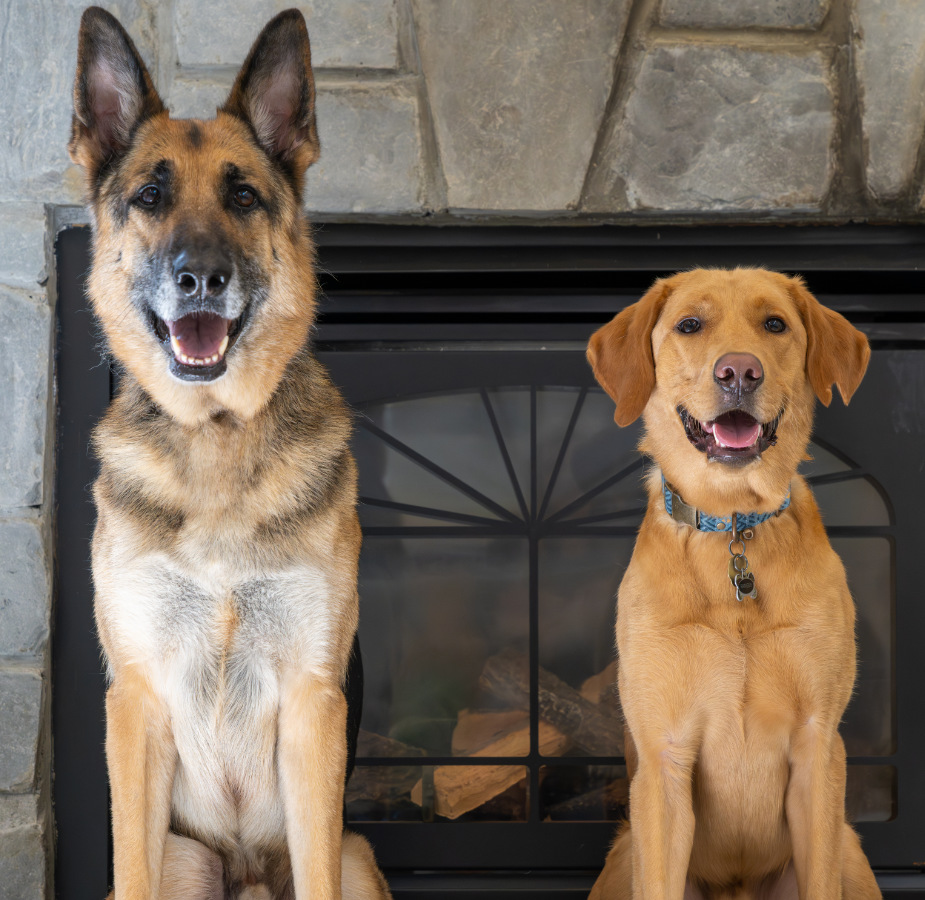 German Shepherd next to brown Labrador Retriever