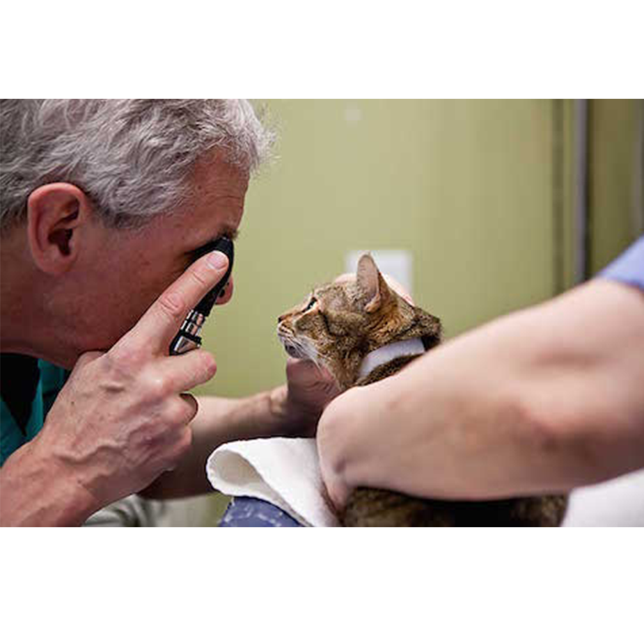 Vet checking up on cat