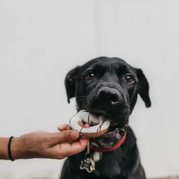 A black dog eating a donut outside in front of a white fence.