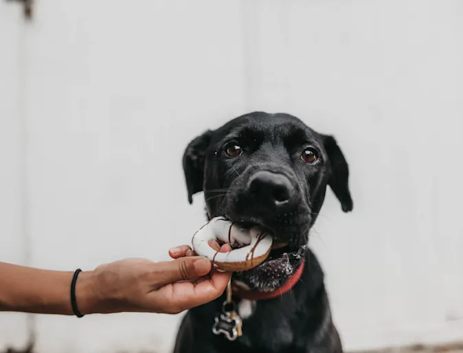 A black dog eating a donut outside in front of a white fence. A black dog eating a donut outside in front of a white fence.