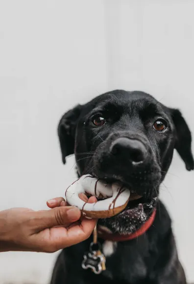 A black dog eating a donut outside in front of a white fence.
