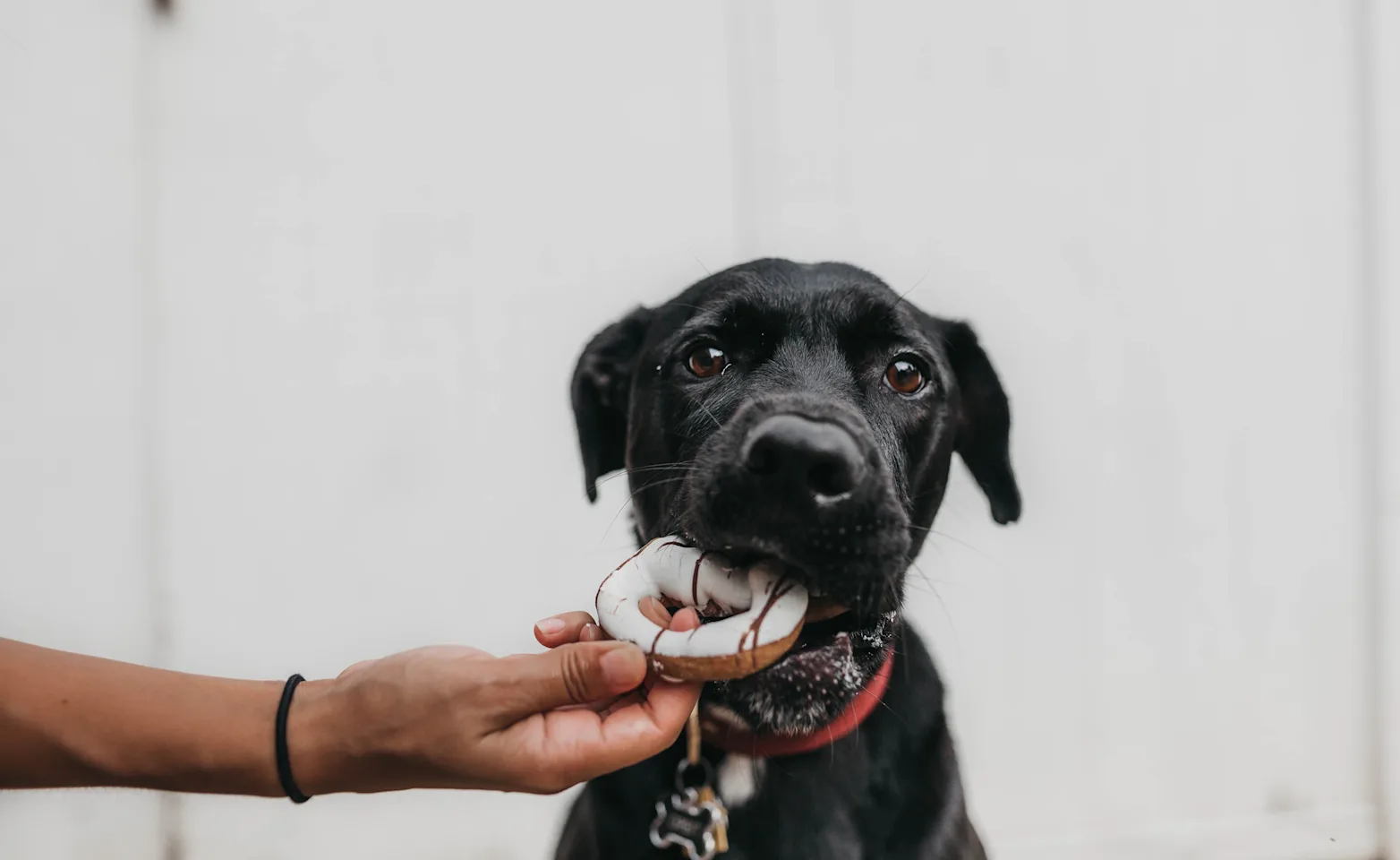A black dog eating a donut outside in front of a white fence. A black dog eating a donut outside in front of a white fence.