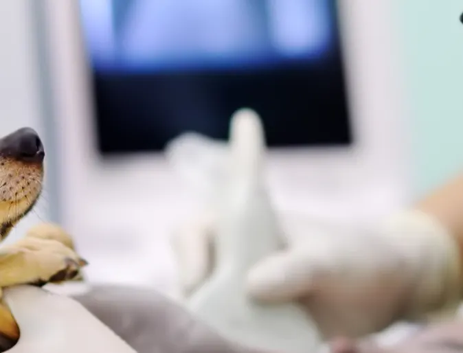 Ultrasound on a dog Ultrasound on a dog