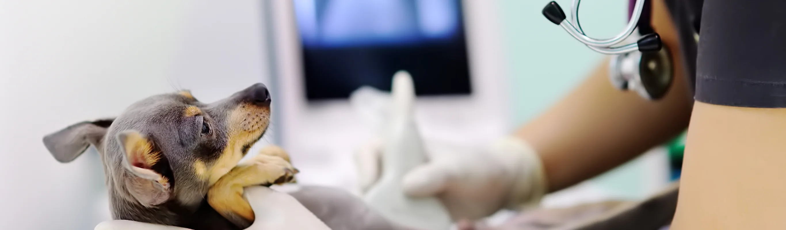 Ultrasound on a dog Ultrasound on a dog