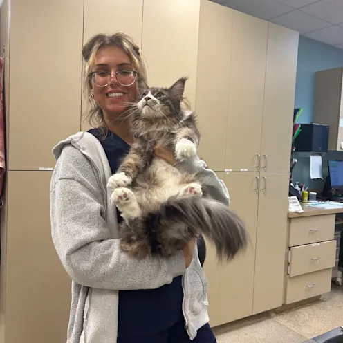 Staff member holding large cat Staff member holding large cat