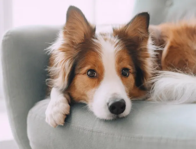 Dog on couch